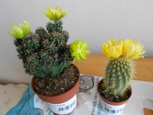 Little cacti